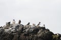 Puffins colonies or a puffinry, a circus