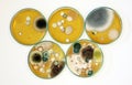 Colonies of yeasts, molds, fungal testing in clinical samples, Malt Extract Agar in Petri dish using for growth media to isolate Royalty Free Stock Photo