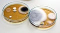 Colonies of yeasts, molds, fungal testing in clinical samples, Malt Extract Agar in Petri dish using for growth media to isolate