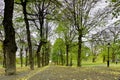 Colonnade of lime trees in the park Royalty Free Stock Photo