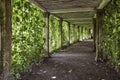 Colonnade with the old columns covered with ivy Royalty Free Stock Photo