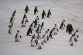 Colony African penguin Spheniscus demersus on Boulders Beach near Cape Town South Africa on the beach. Royalty Free Stock Photo