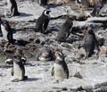 Colony African penguin Spheniscus demersus on Boulders Beach near Cape Town South Africa swim and sit enjoying the sun Royalty Free Stock Photo