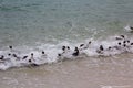 Colony African penguin Spheniscus demersus on Boulders Beach near Cape Town South Africa coming back from the ocean Royalty Free Stock Photo