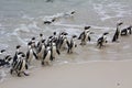 Colony African penguin Spheniscus demersus on Boulders Beach near Cape Town South Africa coming back from the ocean Royalty Free Stock Photo