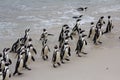 Colony African penguin Spheniscus demersus on Boulders Beach near Cape Town South Africa coming back from the ocean Royalty Free Stock Photo