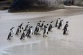 Colony African penguin Spheniscus demersus on Boulders Beach near Cape Town South Africa coming back from the ocean Royalty Free Stock Photo