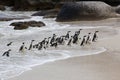 Colony African penguin Spheniscus demersus on Boulders Beach near Cape Town South Africa coming back from the ocean Royalty Free Stock Photo