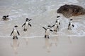 Colony African penguin Spheniscus demersus on Boulders Beach near Cape Town South Africa coming back from the sea Royalty Free Stock Photo