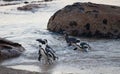 Colony African penguin ,Spheniscus demersus, on Boulders Beach near Cape Town South Africa coming back from the see Royalty Free Stock Photo