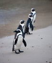 Colony African penguin ,Spheniscus demersus, on Boulders Beach near Cape Town South Africa coming back from the see Royalty Free Stock Photo