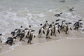 Colony African penguin Spheniscus demersus on Boulders Beach near Cape Town South Africa coming back from the see Royalty Free Stock Photo