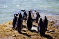 Colony African penguin Spheniscus demersus on Boulders Beach near Cape Town South Africa relaxing in the sun on stones Royalty Free Stock Photo