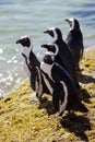 Colony African penguin Spheniscus demersus on Boulders Beach near Cape Town South Africa relaxing in the sun on stones Royalty Free Stock Photo