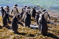 Colony African penguin Spheniscus demersus on Boulders Beach near Cape Town South Africa relaxing in the sun on stones Royalty Free Stock Photo