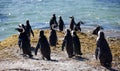 Colony African penguin Spheniscus demersus on Boulders Beach near Cape Town South Africa relaxing in the sun on stones Royalty Free Stock Photo