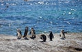 Colony African penguin ,Spheniscus demersus, on Boulders Beach near Cape Town South Africa relaxing in the sun on stones Royalty Free Stock Photo