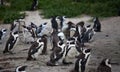 Colony African penguin Spheniscus demersus on Boulders Beach near Cape Town South Africa. Royalty Free Stock Photo