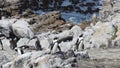 Colony African penguin Spheniscus demersus on Boulders Beach near Cape Town South Africa swim and sit enjoying the sun Royalty Free Stock Photo