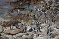 Colony African penguin Spheniscus demersus on Boulders Beach near Cape Town South Africa swim and sit enjoying the sun Royalty Free Stock Photo