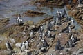 Colony African penguin Spheniscus demersus on Boulders Beach near Cape Town South Africa swim and sit enjoying the sun Royalty Free Stock Photo