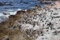 Colony African penguin Spheniscus demersus on Boulders Beach near Cape Town South Africa swim and sit enjoying the sun Royalty Free Stock Photo