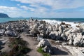 African Penguins at Stony Point Nature Reserve in Bettys Bay, close to Hermanus in Cape Town South Africa Royalty Free Stock Photo