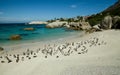 Colony of african penguins in Boulders Beach, South Africa Royalty Free Stock Photo