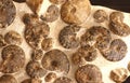 Colony of ammonites Royalty Free Stock Photo