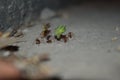 Colony of ants collecting leaves