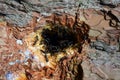 A colony of ants crawls along a hole hollowed out in the bark of a tree. Photographed close-up