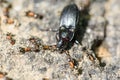 Colony Of Ants Dismember And Eating Beetle Royalty Free Stock Photo