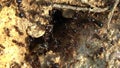 Colony of ants and queen ant