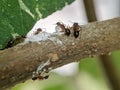 The Colony Ants With Their Eggs Royalty Free Stock Photo