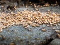 Colony of ants trying to hide the young offsping