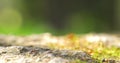 Colony Of Ants Walking On Ground