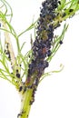 Colony aphid Royalty Free Stock Photo