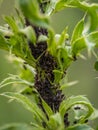 Colony of aphidoidea Royalty Free Stock Photo