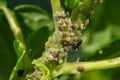 Colony of aphids and ants on garden plants Royalty Free Stock Photo