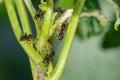 Colony of aphids and ants on garden plants Royalty Free Stock Photo