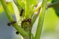 Colony of aphids and ants on garden plants Royalty Free Stock Photo