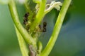 Colony of aphids and ants on garden plants Royalty Free Stock Photo