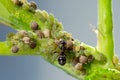 Colony of aphids and ants on garden plants Royalty Free Stock Photo