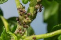 Colony of aphids and ants on garden plants Royalty Free Stock Photo