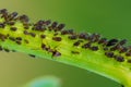 Colony of aphids and ants on garden plants Royalty Free Stock Photo