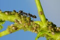 Colony of aphids and ants on garden plants Royalty Free Stock Photo