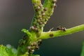 Colony of aphids and ants on garden plants Royalty Free Stock Photo