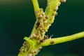 Colony of aphids and ants on garden plants Royalty Free Stock Photo