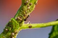 Colony of aphids and ants on garden plants Royalty Free Stock Photo