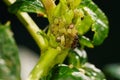 Colony of aphids and ants on garden plants Royalty Free Stock Photo